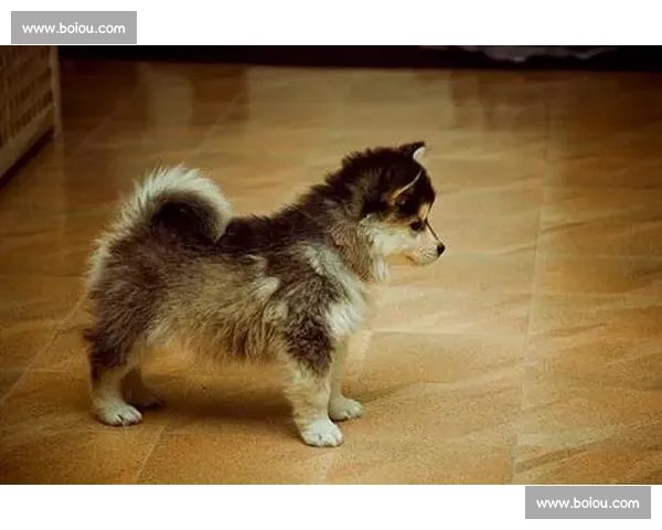 修狗奥运会惊现沉思者！第四选手赛前陷入谜之沉默