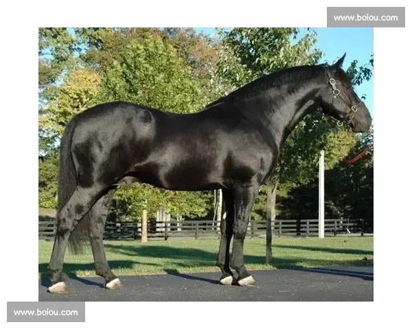 波兰与爱尔兰激战正酣 谁将笑傲欧陆赛场争锋时刻